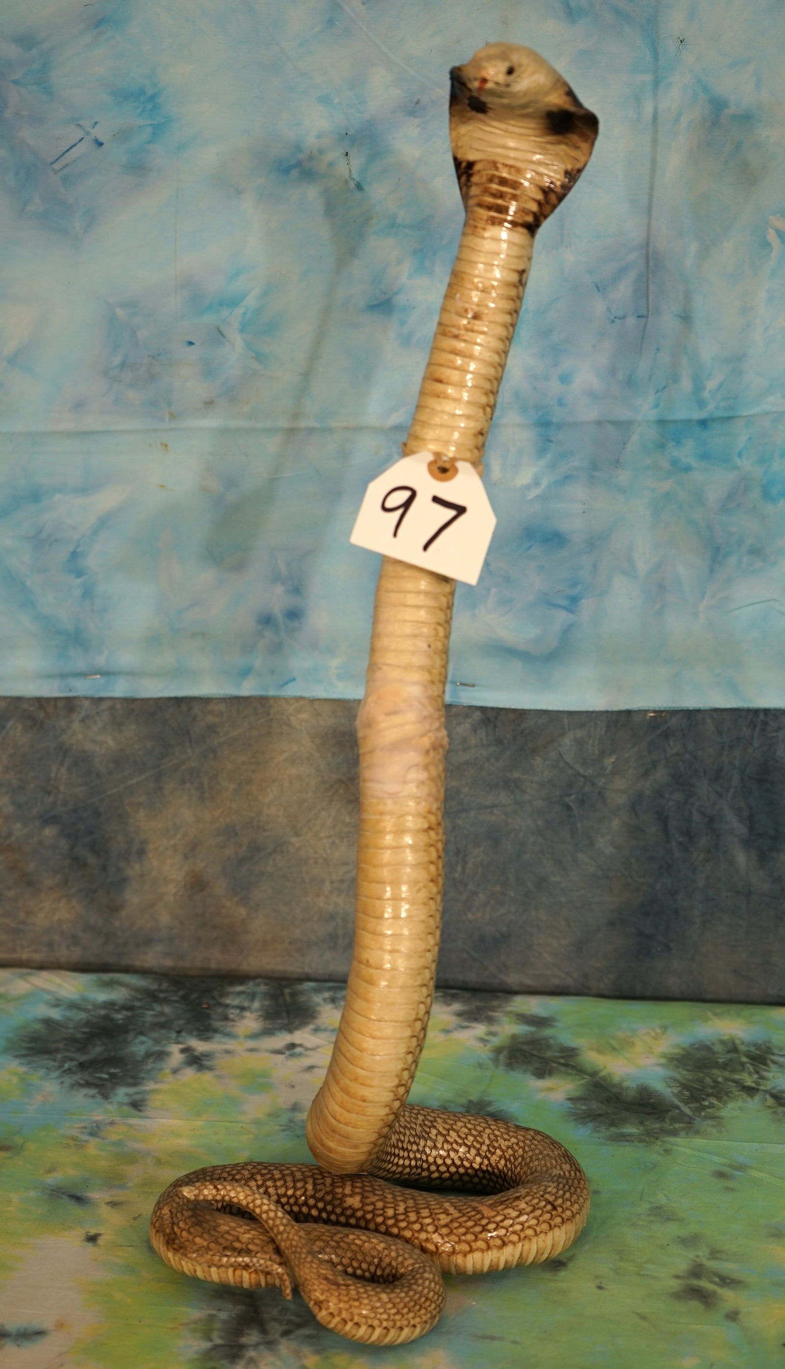 Large Indian Cobra Taxidermy Snake Mount: This mount had some cracks in the skin that have been repaired. The mount is clean, and it is in good condition now. The taxidermy was done overseas and grades a 7.25.