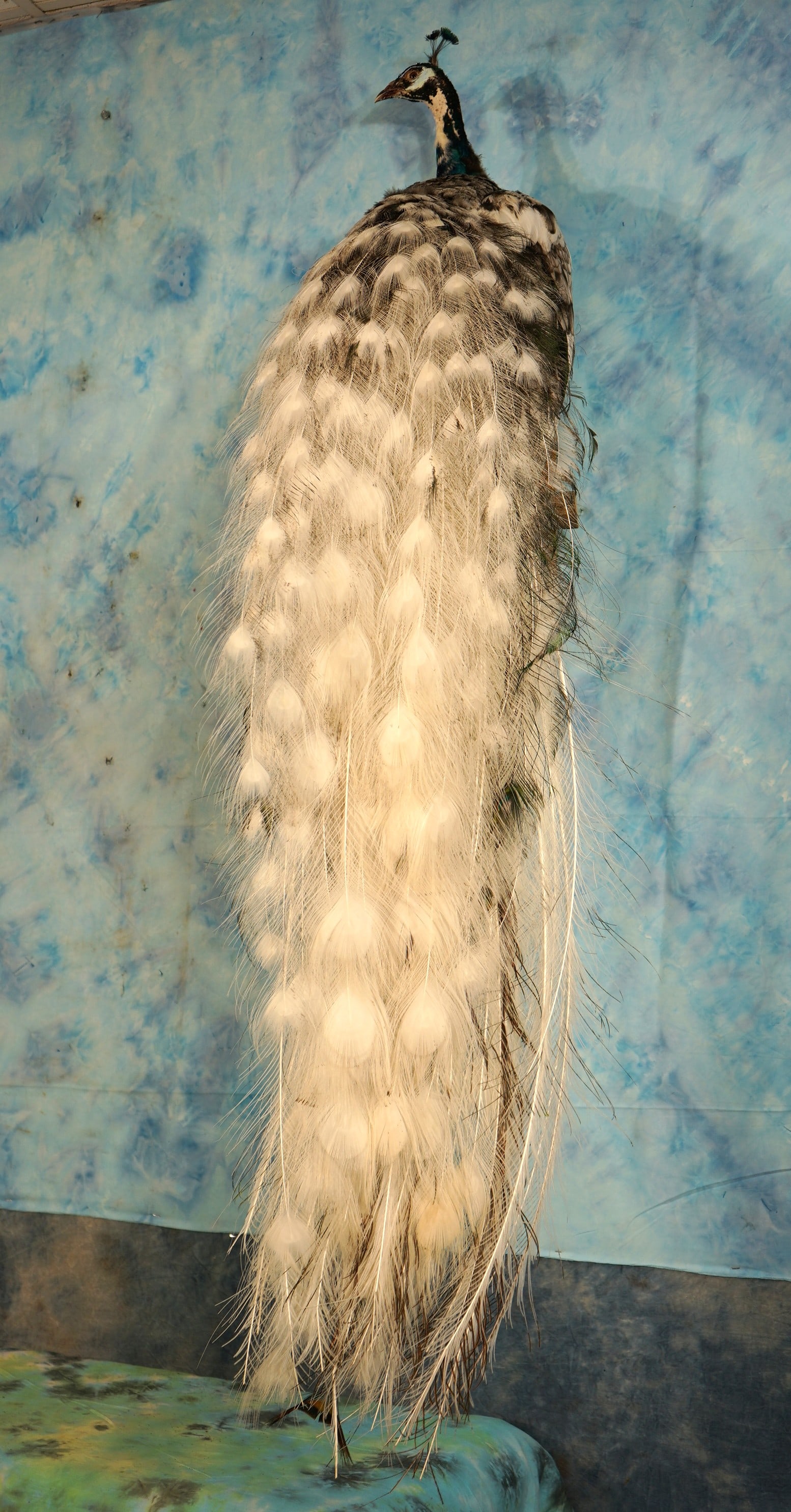 New! Piebald Peacock Quality Taxidermy Bird Mount (1 of 4)