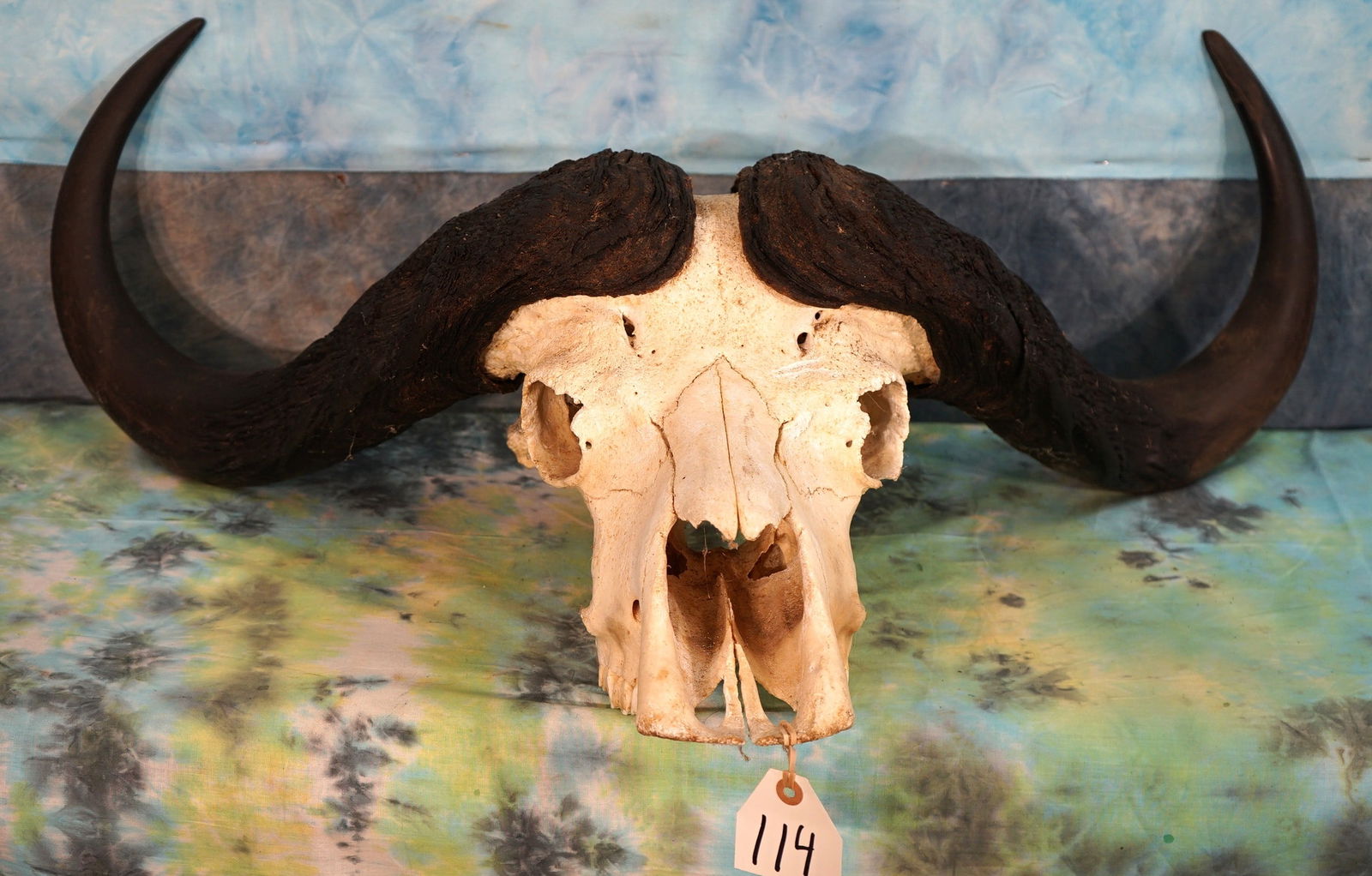 African Cape Buffalo Skull Taxidermy Mount: This skull is clean and in very good condition.