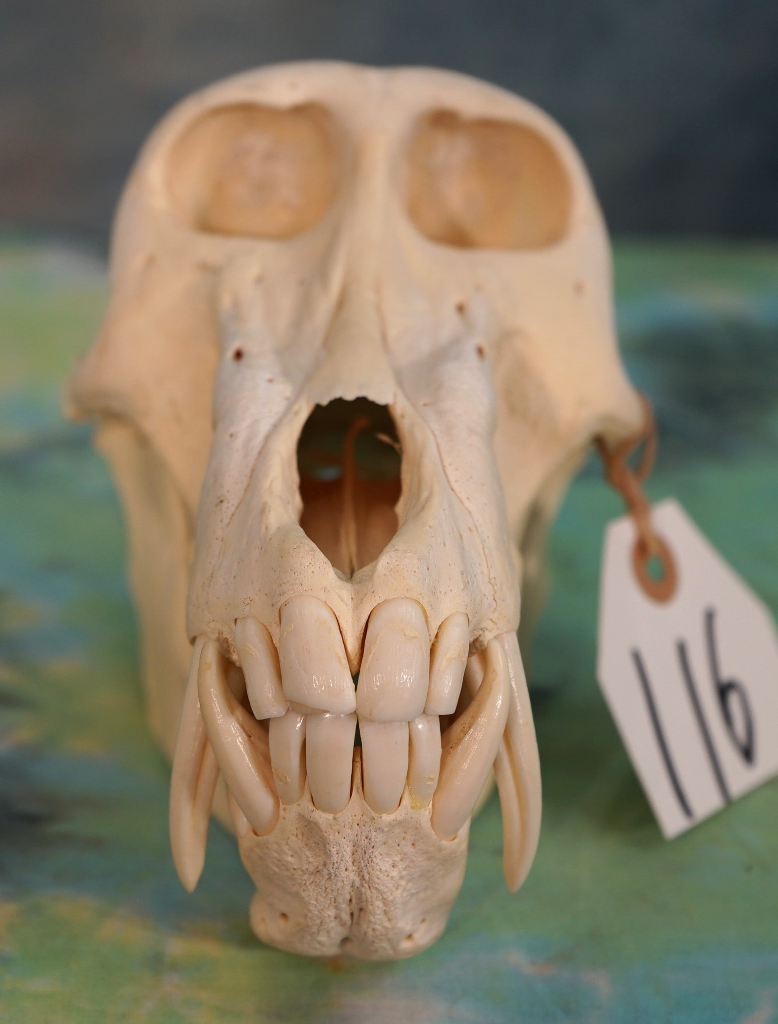 African Chacma Baboon Complete Skull Taxidermy Mount (1 of 3)