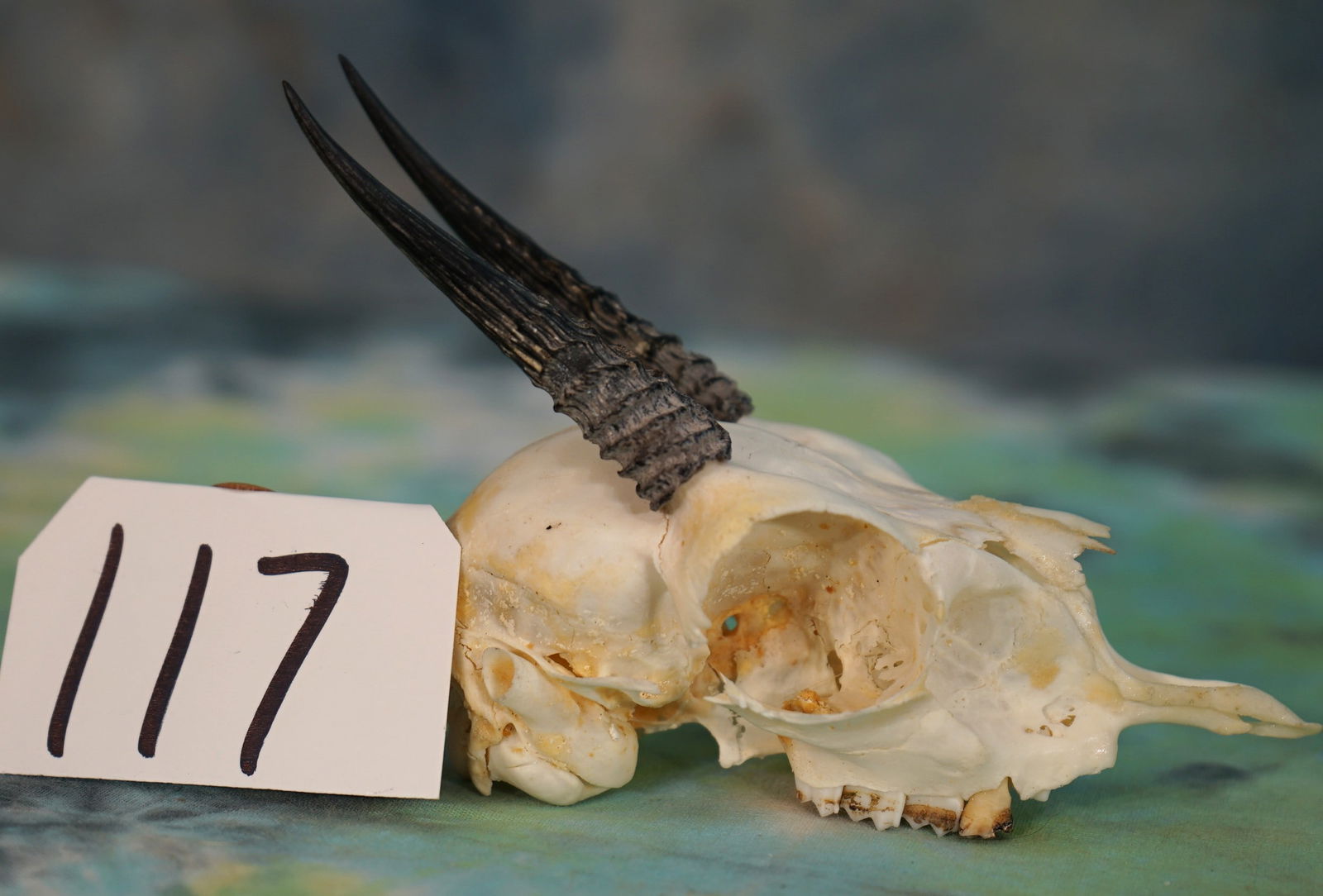 African Kirk Dik-Dik Pygmy Antelope Skull Taxidermy: The skull is clean and in good condition. This one is a trophy size Buck.