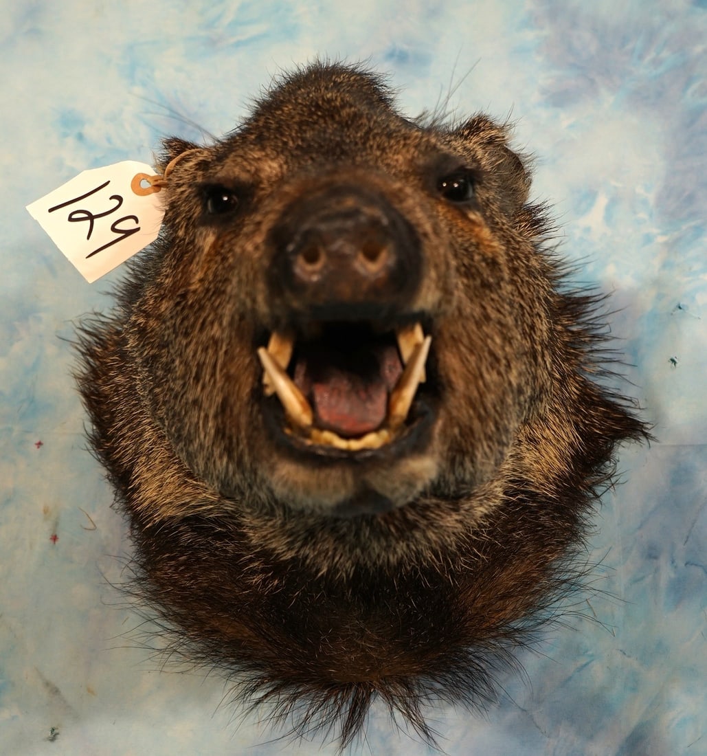 Javelina Shoulder Taxidermy Mount