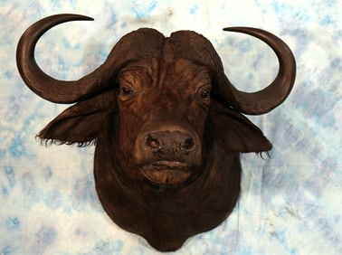 African Cape Buffalo Shoulder Taxidermy Mount