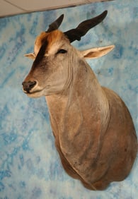 African Livingstone Eland Shoulder Taxidermy Mount