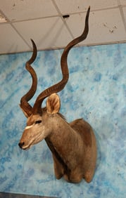 African Greater Kudu Shoulder Taxidermy Mount