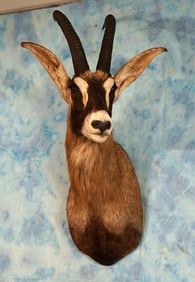 African Roan Antelope Shoulder Taxidermy Mount