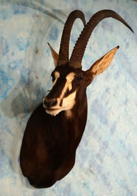 African Sable Antelope Shoulder Taxidermy Mount
