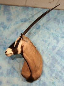African Gemsbuck Antelope Shoulder Taxidermy Mount