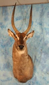 African Record Book Waterbuck Shoulder Taxidermy Mount