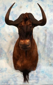 African Black Wildebeest Shoulder Taxidermy Mount