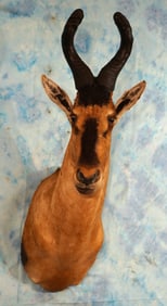 African Red Hartebeest Antelope Shoulder Taxidermy Mount