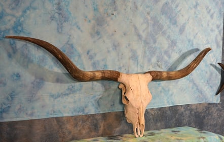 Texas Longhorn Skull Taxidermy