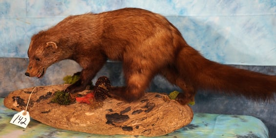 Full Body Fisher in Habitat Taxidermy Mount