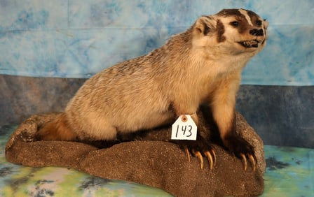 Badger Full Body Mount in Habitat Taxidermy Mount