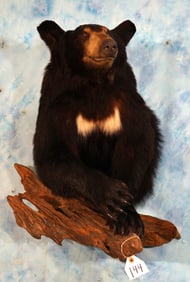 Half Body Black Bear Taxidermy Mount