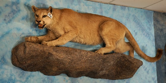 Large Mountain Lion Full Body Taxidermy Wall Mount