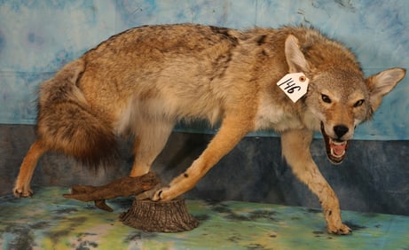 Coyote Full Body Taxidermy Mount