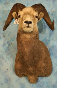 Rocky Mountain Bighorn Sheep Shoulder Taxidermy Ram Mount