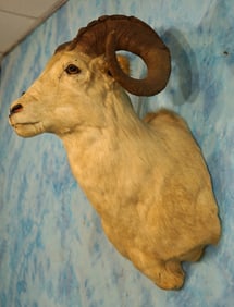 Alaskan Dall Sheep Shoulder Taxidermy Ram Mount