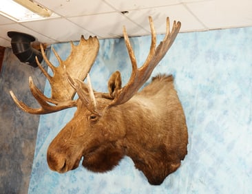 Large Alaskan Moose Shoulder Taxidermy Mount