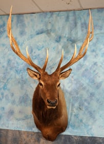 Very Nice 6 x 6 Elk Shoulder Taxidermy Mount