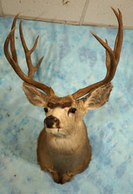 Big South Dakota Mule Deer Shoulder Taxidermy Mount