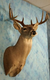 10pt. Whitetail Deer Shoulder Taxidermy Mount