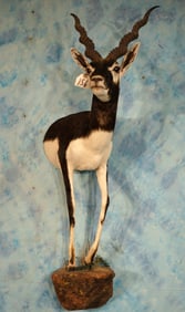 Half Body Blackbuck Antelope Taxidermy Mount