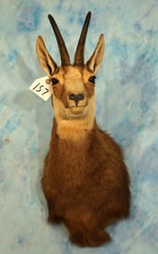 Alpine Chamois Shoulder Taxidermy Mount