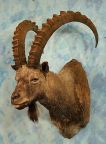 Gobi Desert Ibex Shoulder Mongolian Trophy Taxidermy Mount