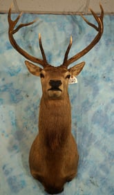 6 x 5 Spanish Red Stag Shoulder Taxidermy Mount