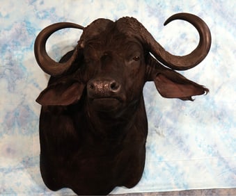 African Cape Buffalo Shoulder Taxidermy Mount