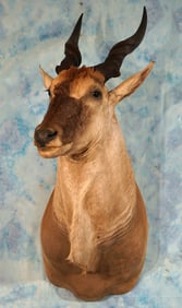 African Patterson's Eland Antelope Shoulder Taxidermy Mount