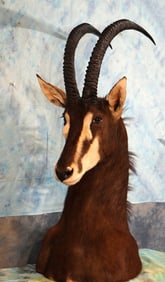 African Sable Antelope Shoulder Table Pedestal Taxidermy Mount