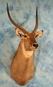 African Waterbuck Antelope Shoulder Taxidermy Mount
