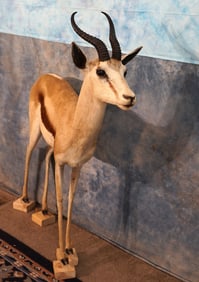 African Common Springbuck Gazelle Full Body Taxidermy Mount