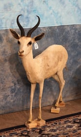 African White Springbuck Gazelle Full Body Taxidermy Mount