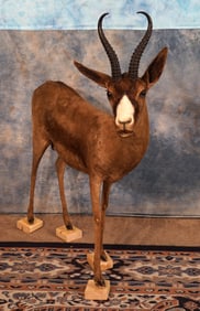 African Black Springbuck Gazelle Full Body Taxidermy Mount