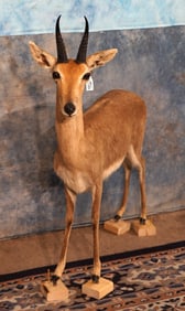 African Mountain Reedbuck Antelope Full Body Taxidermy Mount