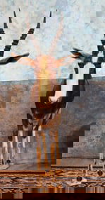 African Blesbuck Antelope Full Body Taxidermy Mount