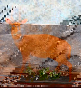 African Bushbuck Antelope Full Body Mount on Habitat Base Taxidermy Mount