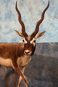Blackbuck Antelope Full Body Taxidermy Mount