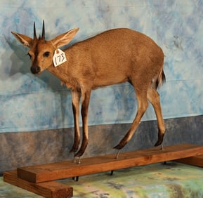South African Common Bush Duiker Full Body Taxidermy Mount