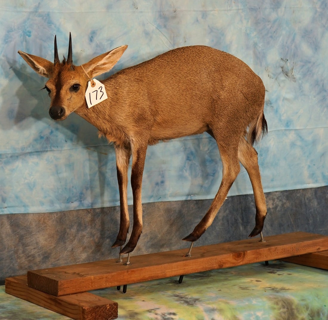 South African Common Bush Duiker Full Body Taxidermy Mount: This is a good quality mount. It's clean, lifelike, and in excellent condition. The taxidermy grades a high 9.35.