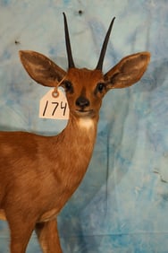 African Stienbuck Pygmy Antelope Full Body Taxidermy Mount