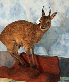 African Klipspringer Pygmy Antelope Full Body Taxidermy Mount in Habitat