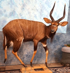 African Southern Nyala Antelope Full Body Taxidermy Mount