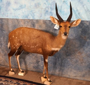 African Bushbuck Antelope Full Body Taxidermy Mount