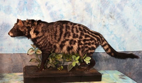 Beautiful African Civet Cat Full Body Taxidermy Mount in Habitat
