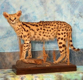 African Serval Cat Full Body Taxidermy Mount